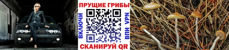 Псилоцибиновые грибы ЛСД  как найти   Переславль-Залесский 